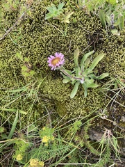 Erigeron borealis