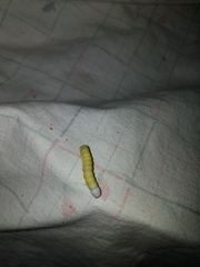 Pyreferra hesperidago