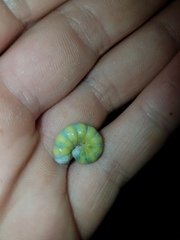 Pyreferra hesperidago