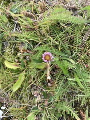 Erigeron borealis
