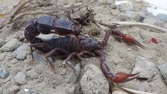 Androctonus crassicauda