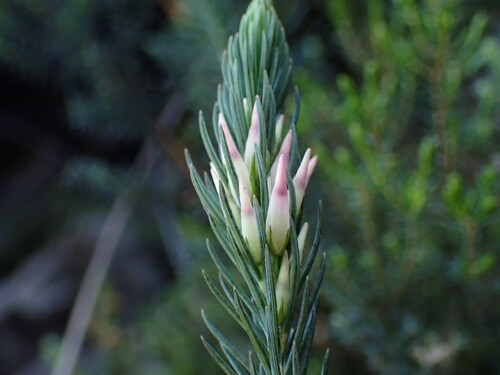 Image of Erica georgica by (c) Ren Hoekstra, some rights reserved (CC BY)