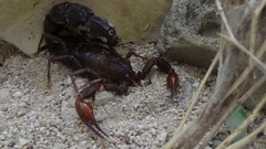 Androctonus crassicauda