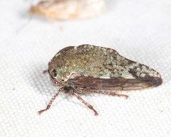 Telamona westcotti