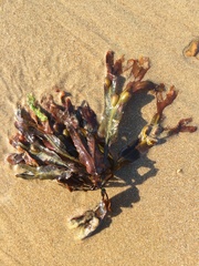Fucus vesiculosus