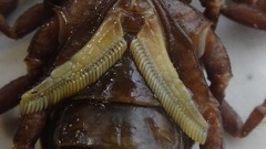 Androctonus crassicauda