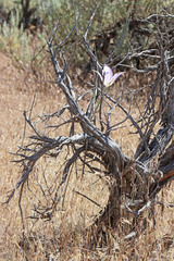 Calochortus macrocarpus macrocarpus