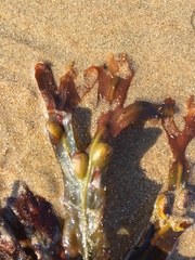 Fucus vesiculosus