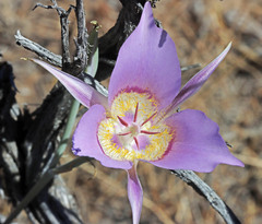 Calochortus macrocarpus macrocarpus