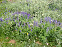 Lupinus burkei