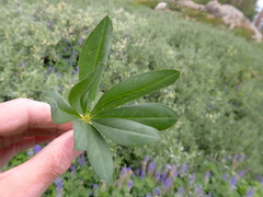 Lupinus burkei
