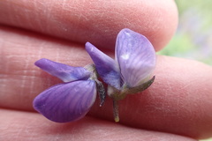 Lupinus burkei