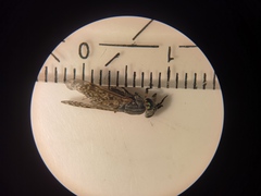 Haematopota pluvialis