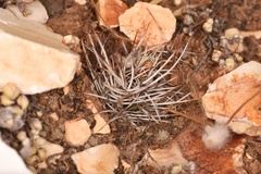 Echinocereus davisii
