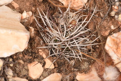 Echinocereus davisii