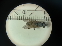 Haematopota pluvialis