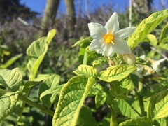 Solanum maglia