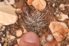 Echinocereus davisii