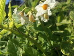 Solanum maglia