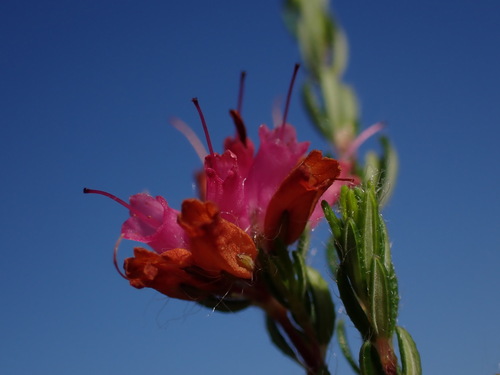 Image of Erica longimontana by (c) Ren Hoekstra, some rights reserved (CC BY)