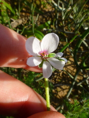 Pelargonium hirtum