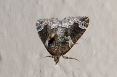Eulithis xylina