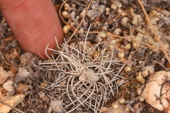 Echinocereus davisii