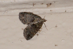 Hydriomena albifasciata