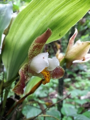 Lycaste deppei
