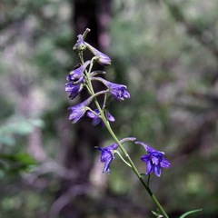 Delphinium scopulorum