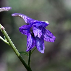 Delphinium scopulorum