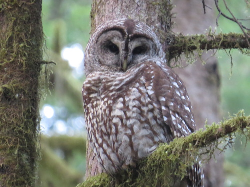 Sparred Owl photographed in Oregon