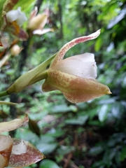 Lycaste deppei
