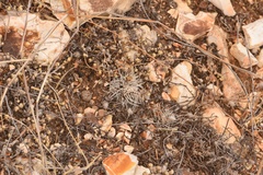 Echinocereus davisii