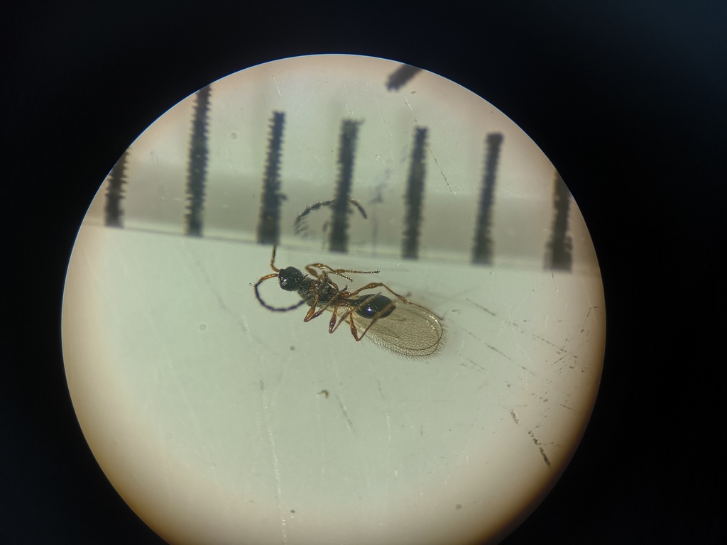 Trichopria basalis