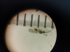 Trichopria basalis