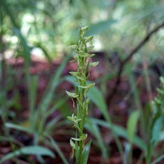 Platanthera brevifolia