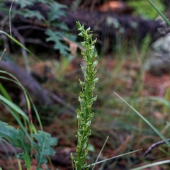 Platanthera brevifolia