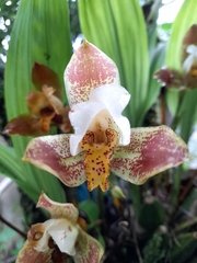 Lycaste deppei