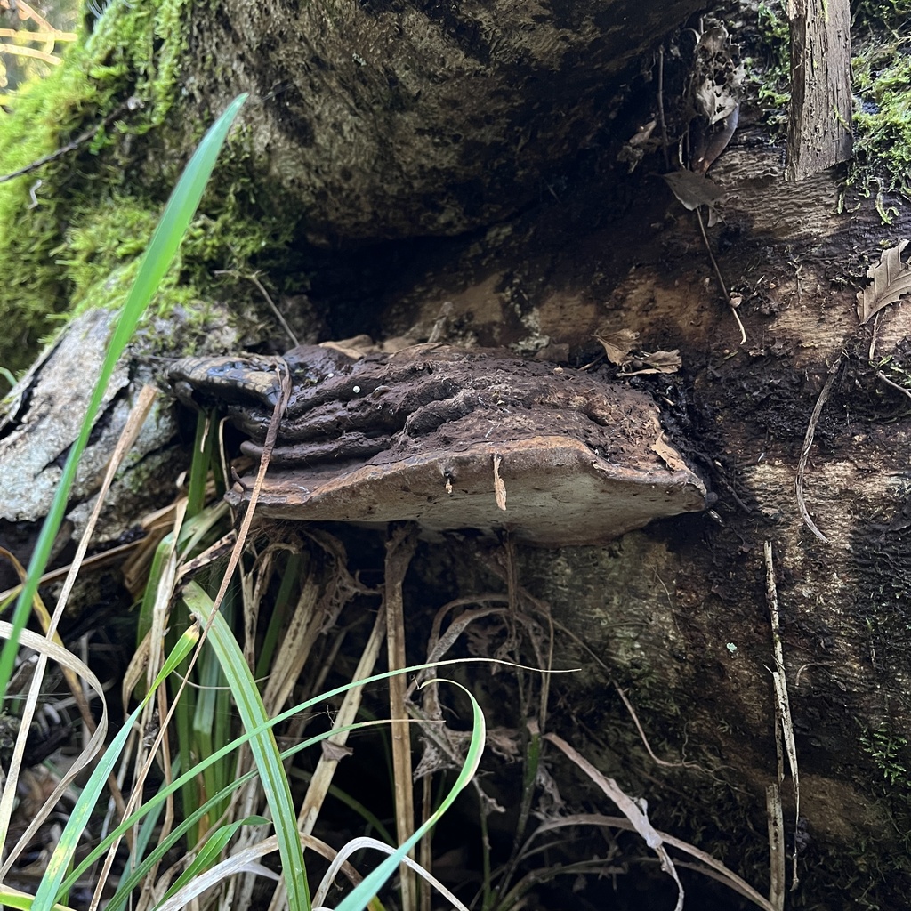 Ganoderma australe · July 2022 · photo: © cristianriquelme (iNaturalist, cc-by)