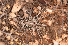 Echinocereus davisii