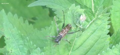 Xylotrechus cuneipennis