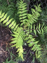 Ailanthus altissima