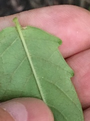 Ailanthus altissima