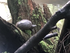 Sternotherus