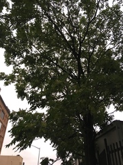Ailanthus altissima