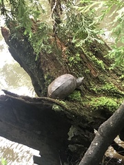 Sternotherus