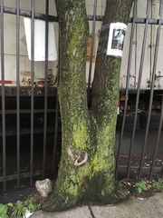 Ailanthus altissima