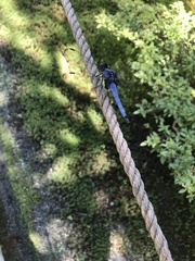 Orthetrum melania melania