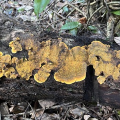 Stereum greslebiniae